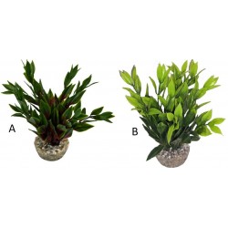 Dracaena colorée verte...