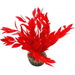 Dracaena colorée rouge LABEO