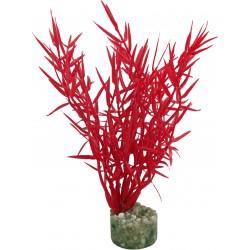 Herbe marine colorée rouge...