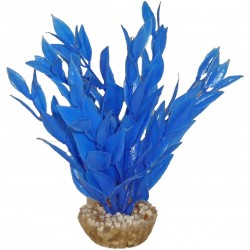 Dracaena colorée bleu LABEO