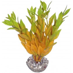 Dracaena colorée jaune LABEO