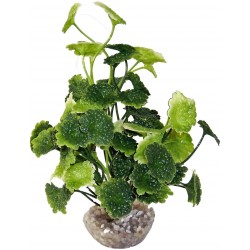 Hydrocolyte verte LABEO