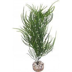 Asparagus vert LABEO