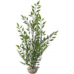 Bambou vert MM LABEO