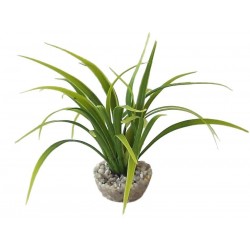 Echinotorus vert LABEO