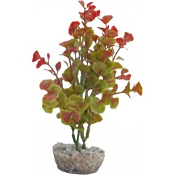 Ledwiga vert-rouge PM LABEO