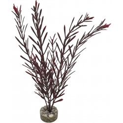 Algue haute verte LABEO