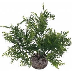 Sprengeri vert LABEO