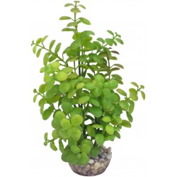 Arbre lentille vert GM LABEO