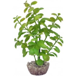 Arbre lentille vert PM LABEO