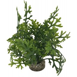 Microsorium vert LABEO