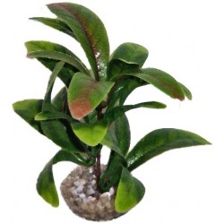 Anubias bicolore vert/rouge...