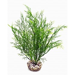 Salicorne verte LABEO