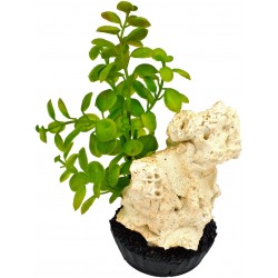 Décor aquaroche n1 vert LABEO