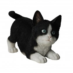 Chaton noir/blanc...