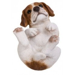 Jack russel bebe sur dos...