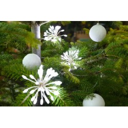 Bouquets super brillant...