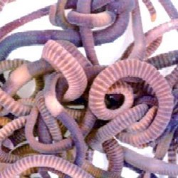 Vers De Compostage 200G