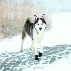 Bottes de protection Walker...