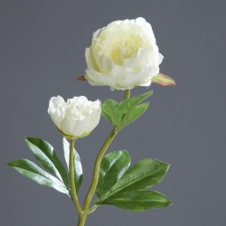 Paeonia x2 60cm