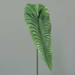 Oreilles d'elephant vrt