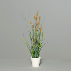 Herbe 50cm pot-plast brun