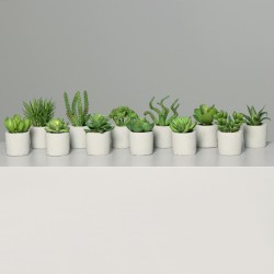 Succulente ass 15cm pot-pierr