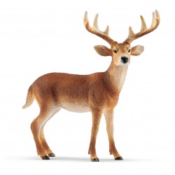 Cerf De Virginie Wild Life...