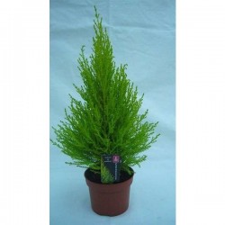 CUPRESSUS macrocarpa...