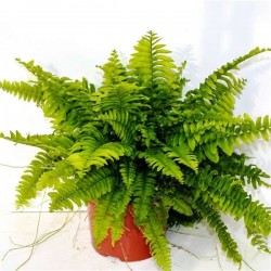 NEPHROLEPIS exaltata...