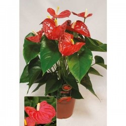 ANTHURIUM 'Grandiflora' P17