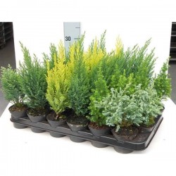 CONIFERE assorti P9