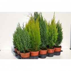 CONIFERE assorti P11