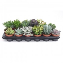 SUCCULENTE assorti P8.5