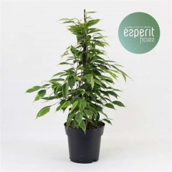 FICUS benjamina 'Anastasia'...