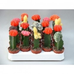 CACTUS assorti GREF P5.5