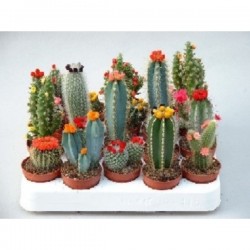 CACTUS FLR-ARTIF P5.5