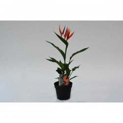 STRELITZIA FLR-ARTIF P13