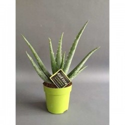 ALOE vera P12