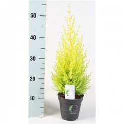 CUPRESSUS macrocarpa...