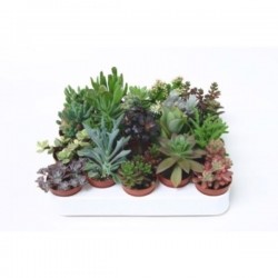 SUCCULENTE assorti P5.5