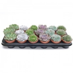 ECHEVERIA assorti P8.5