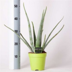 ALOE vera P14