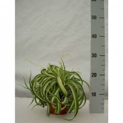CHLOROPHYTUM comosum...