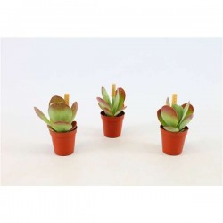 KALANCHOE thyrsiflora P5.5