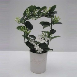 STEPHANOTIS P13-CERAM