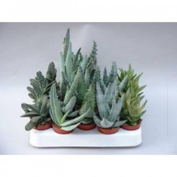 ALOE assorti P5.5