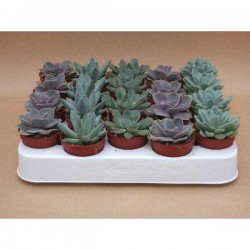 ECHEVERIA assorti P5.5