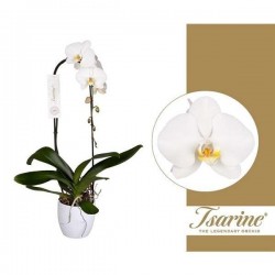 PHALAENOPSIS grandiflora...