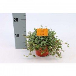 PILEA glauca P12